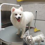 منصور بصیری