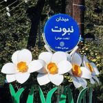 شورای حل اختلاف منطقه ۸