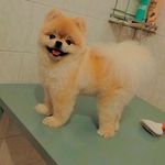 آرایشگر حیوانات اصفهان