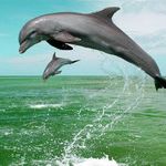 منطقه حفاظت گردیده نای بند