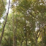 بوستان امیر کبیر