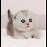 پت شاپ قلعه حیوانات