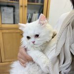 درمانگاه دامپزشکی های پت