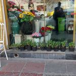 گل فروشی شقایق
