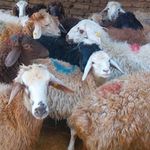 عرضه دام زنده