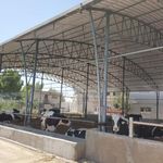 دامپروری شریفی  دامداری شرکت دهکده شیر  