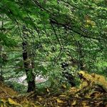 جنگل درازنو