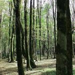 جنگل درازنو