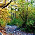 جنگل درازنو