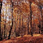 جنگل درازنو