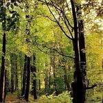 جنگل درازنو