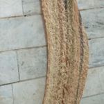 نانوایی سنگک