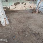 فلافل ناب بندر