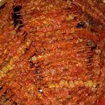 رستوران زیتون