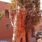 روستای یارند