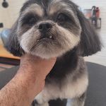 آرایشگاه حیوانات خانگی  فرامرز