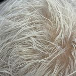 خدمات تخصصی مو گیلاوا