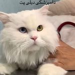کلینیک دامپزشکی دیلی پت