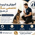مربی سگ در ساری (آموزش و تربیت تخصصی سگ)