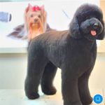 آرایشگاه حیوانات خانگی ادریس پت گرومینگ