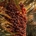 بازرگانی نخیل صادرات خرما درجه یک