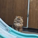 پانسیون پت شاپ باغ پت دهکده