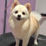 آرایشگاه حیوانات خانگی و پت شاپ پتیوا