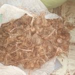 پیاز زعفران قائنات