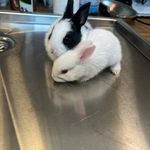 کلینیک دامپزشکی جزیره حیوانات