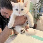 بیمارستان دامپزشکی آلپت