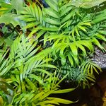 گلکده باران