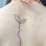 میکرو مهدیه