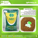 نگین بذر طاها