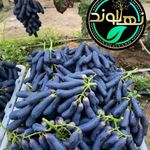 نهالستان نهالوند فروش نهال