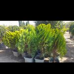 خدمات باغبانی هرس کاری صاحبدل