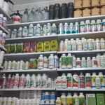 گل گندم طلایی