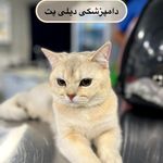کلینیک دامپزشکی دیلی پت
