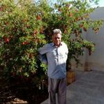پسته ارگانیک از تولید به مصرف میرزایی