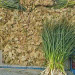 سبزی فروشی ولی زادگان سبزی تونی