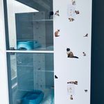پانسیون تخصصی گربه لونا