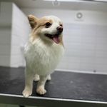 کلینیک دامپزشکی لیام