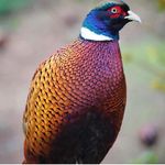 پرورش و فروش پرندگان زینتی جعفری