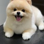 کلینیک دامپزشکی تخصصی نیک پلاس