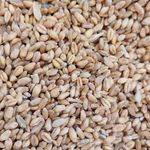 غلات و خوراک دام و طیور تکدانه