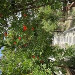 باغ رستوران کیافود(کافه کیا)