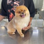 درمانگاه دامپزشکی های پت