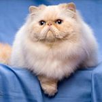 پانسیون گربه هتل میو