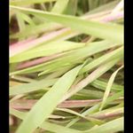 یاقوت سرخ مُنُند