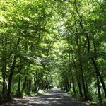 پارک جنگلی صفرابسته