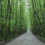 پارک جنگلی صفرابسته